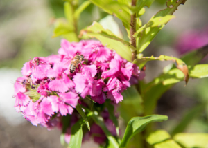 Eine lila Blume, auf der zwei Bienen sitzen. Der Hintergrund ist unscharf. Man kann erkennen dass es sehr sonnig ist.